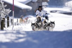 Lenk 2013
